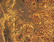 Burl