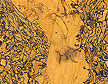 Cork