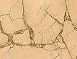 NatTotGoldFill